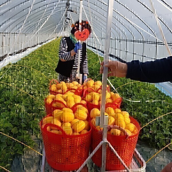 다담농산 성주참외 3시간만 10kg(혼합과/실속가정용)/포장재포함/실중량 도표참조