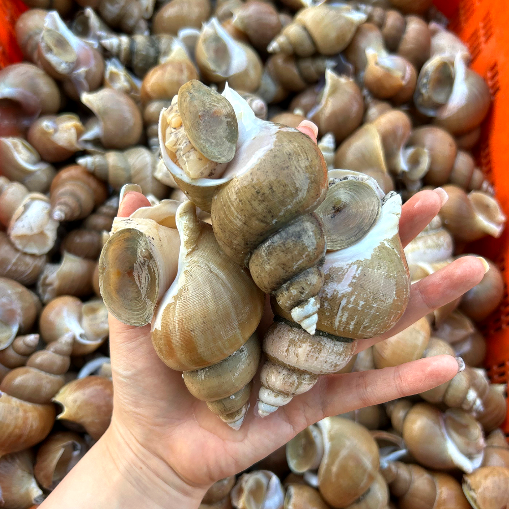명품 동해안 연안 생물 백고동 백골뱅이 활고동 1kg : 롯데ON