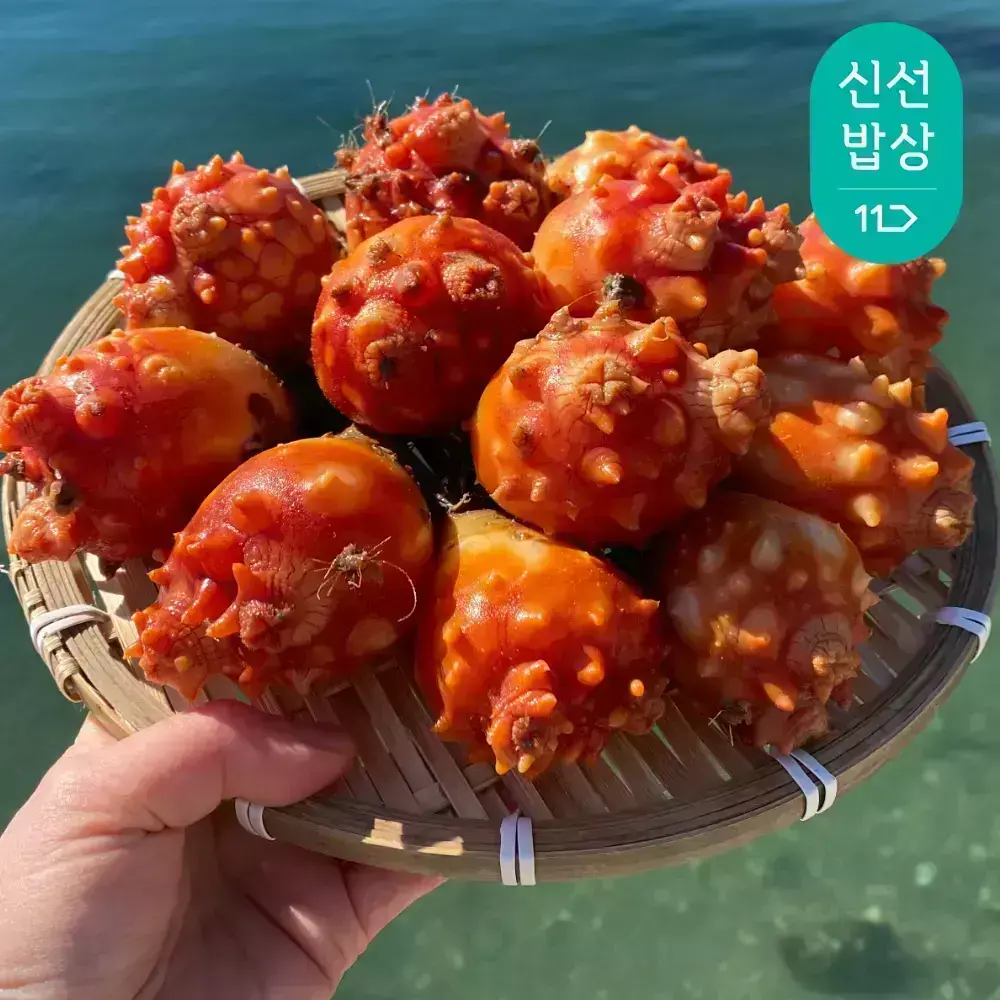 [품질보장] 이순신수산 생산자직판 제철 활멍게 3kg [24-36미]