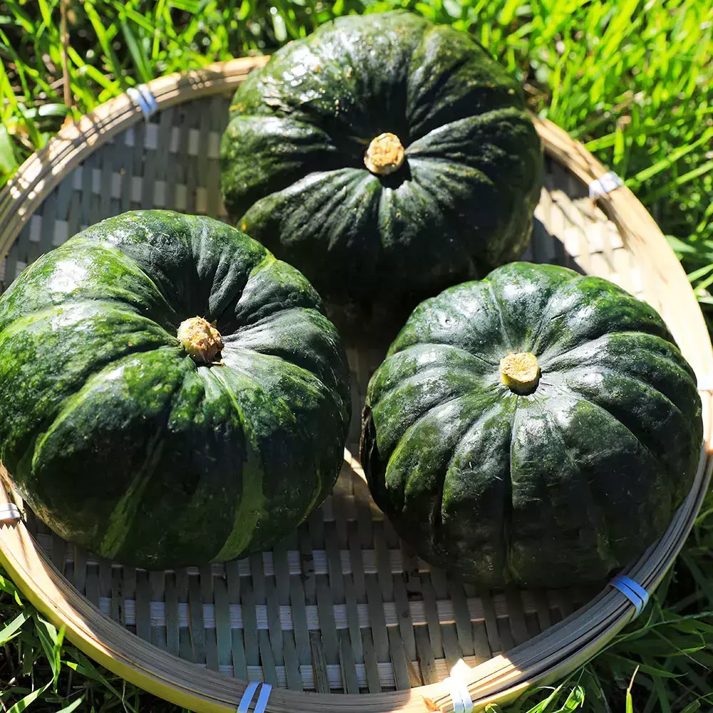 제주 달큰한 미니 보우짱 정품 밤호박 5kg (250~650g내외) 실중량 4.5kg